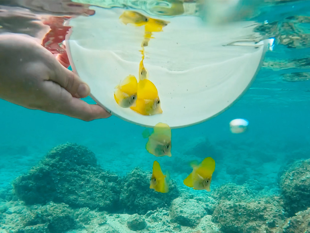 The Oceanic Institute (OI) of Hawaii Pacific University (HPU) released over 300 aquacultured yellow tangs into the wild in a first-ever stock-enhancement effort of a non-foodfish, non-gamefish species. Image credit: The Ohana, Hawaii Pacific University.