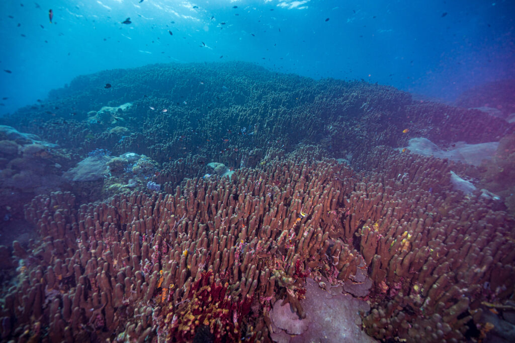 Seeming to stretch to the horizon, this colony of Galaxea astreata was discovered in Nusa Penida, Bali, Indonesia, and covers an area of over 4000 square meters. If confirmed through further testing, it would lay claim to the title of "World's Largest Coral", surpassing the recent headline-grabbing global news of a massive Pavona clavus coral discovered in the Solomon Islands.