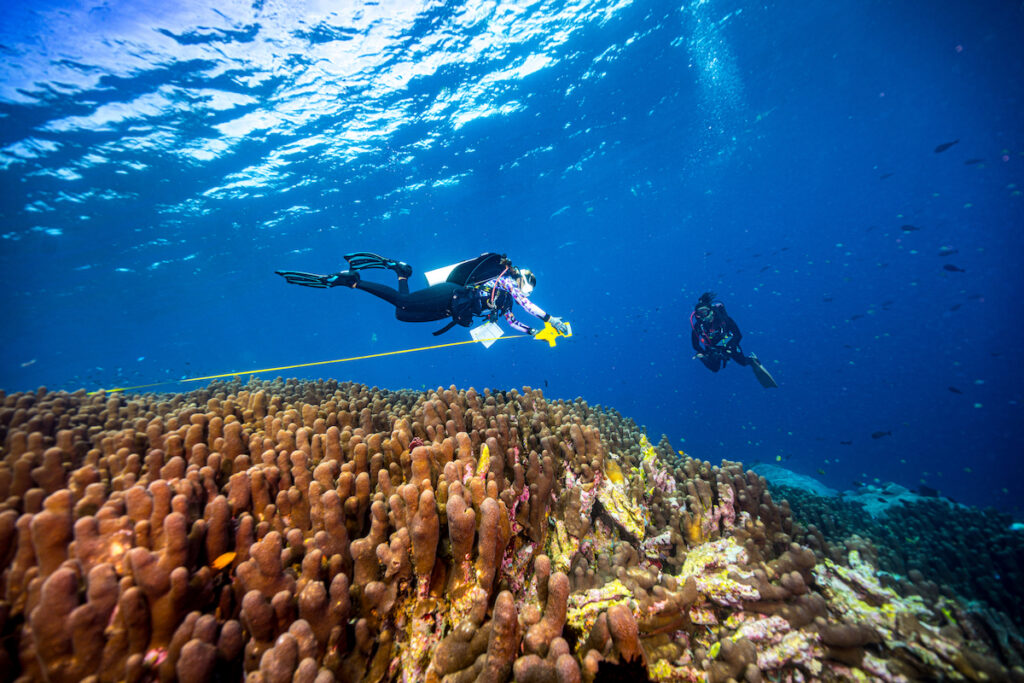 Scientists taking measurements of the massive Galaxea colony discovered in Indonesia.