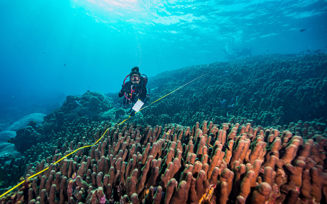 Stunning Bali Coral Colony May Surpass Solomon Islands Mega Coral as World’s Largest Coral