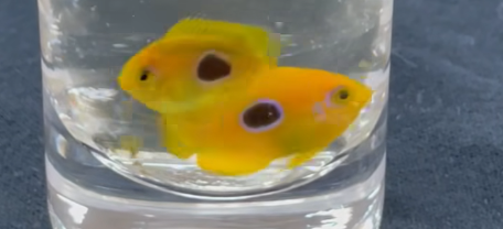 Iowa’s Central Campus High School Students Breed Lemonpeel Angelfish!