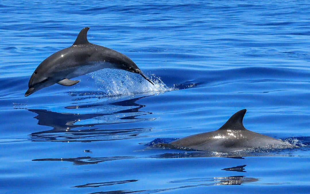 Lake Erie’s Resident Freshwater Dolphin Population