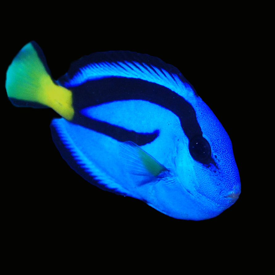 Captive-bred Blue Hippo Tangs, also know as Hepatus Tangs, Pacific Blue Tangs, and "Dory" to most young children, are now a staple offering from The Biota Group. Image credit: The Biota Group