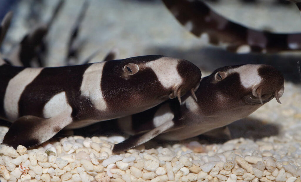 The Brownbanded Bamboo Shark (Chiloscyllium punctatum) is one of the most commonly kept aquarium species, routinely offered as captive-bred within the aquarium trade. New legislation would make it illegal in Iowa to own virtually any species of shark deemed suitable for the home aquarist.