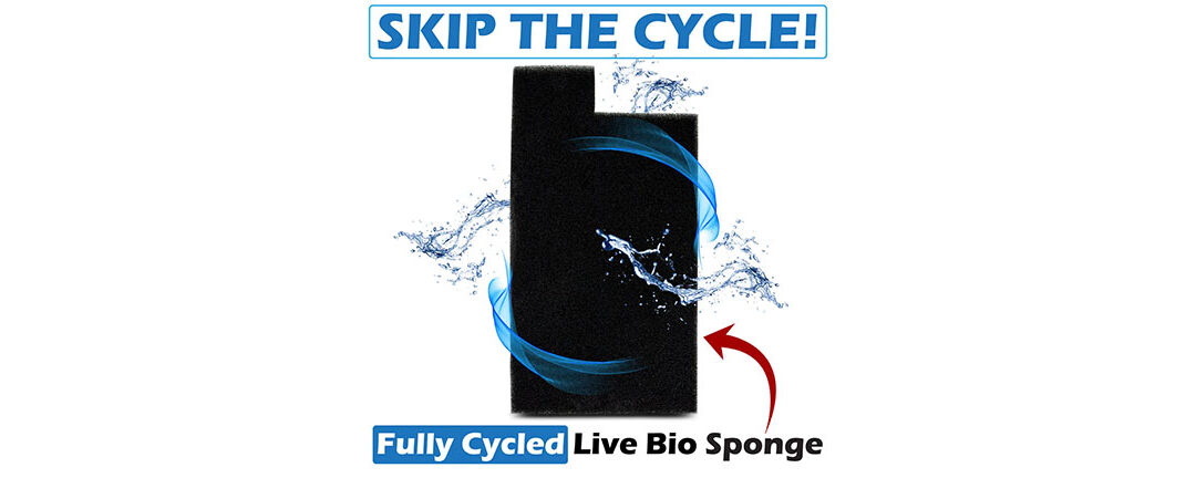 New Pre-Cycled Sponge For Jellyfish Aquariums