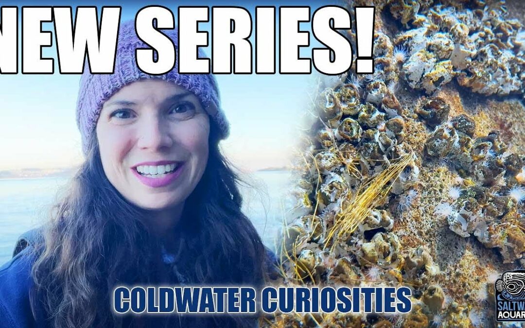 Coldwater curious? Check out this new video series!