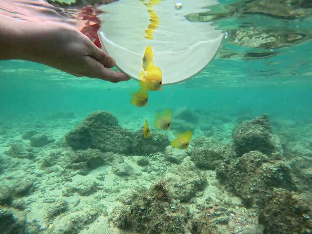 Three-month-old juvenile tangs quickly swim to the rocky substrate.