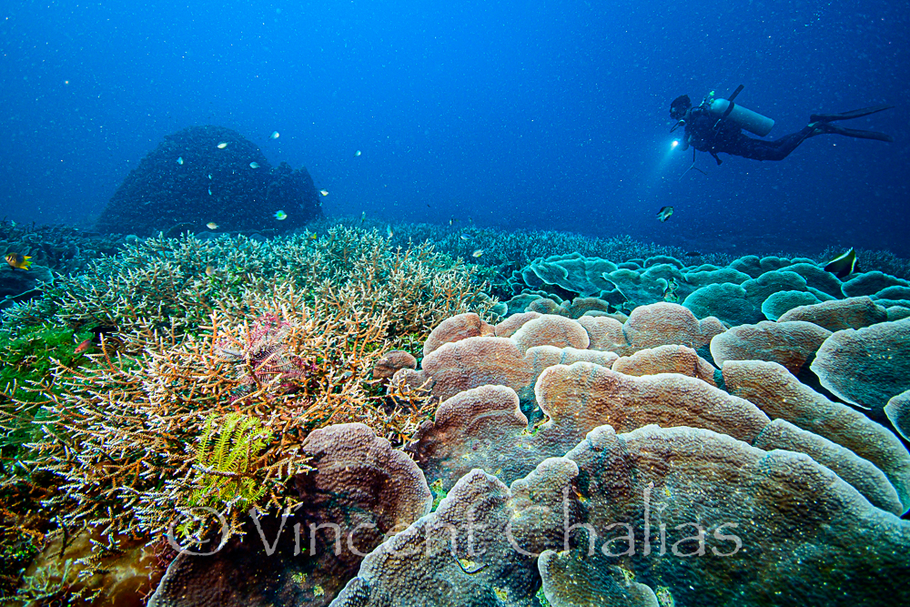 Coral restoration non-profit Ocean Gardener has announced two expeditions for 2025, and is inviting the diving public to join them on the journey.