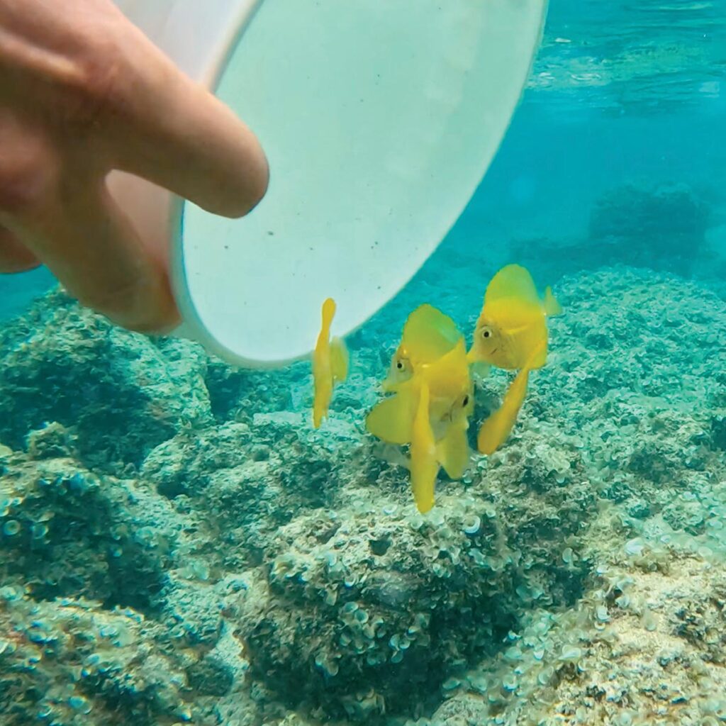 Small groups of tangs were introduced to suitable locations, one bucket at a time.