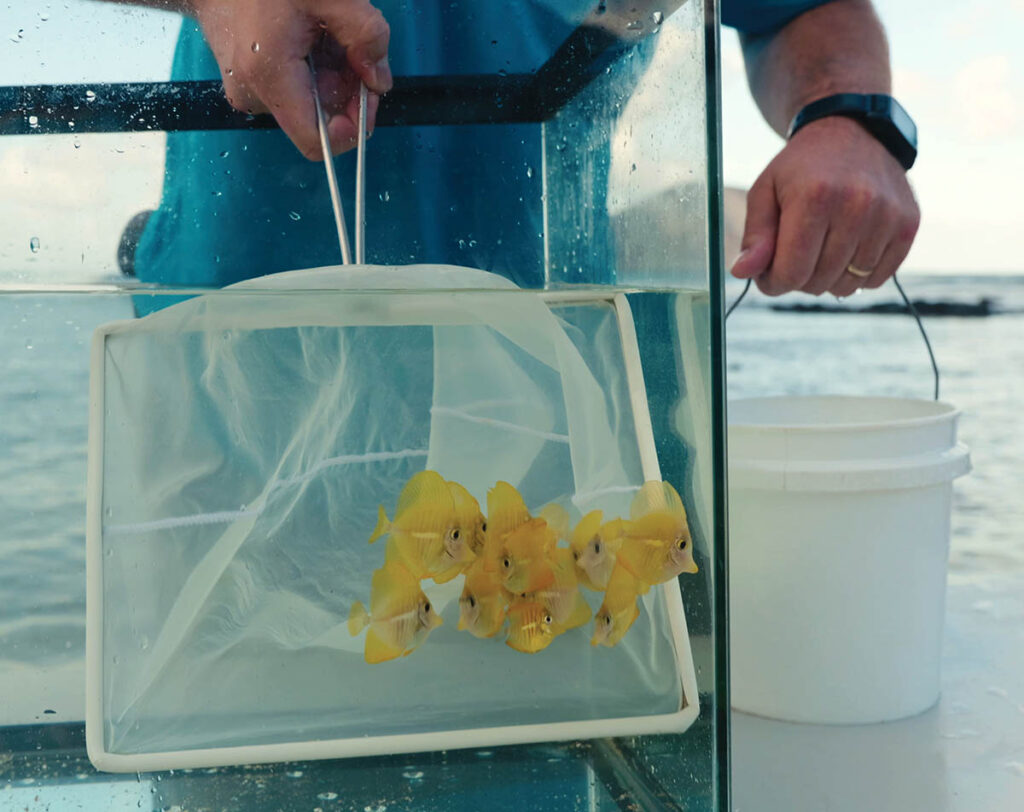 Juvenile tangs were carefully moved to their new home.